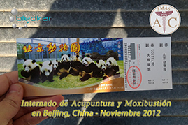 visita del grupo al zoologico de beijing durante los fines de semana del internado de acupuntura en China